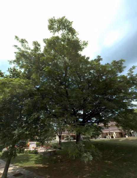 tree photo