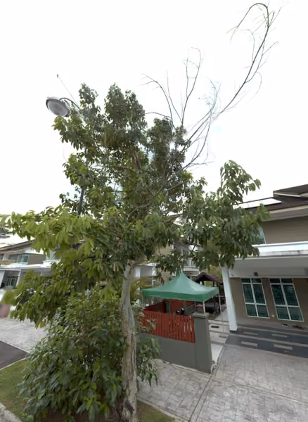 tree photo