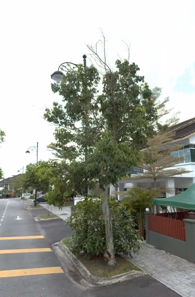 tree photo