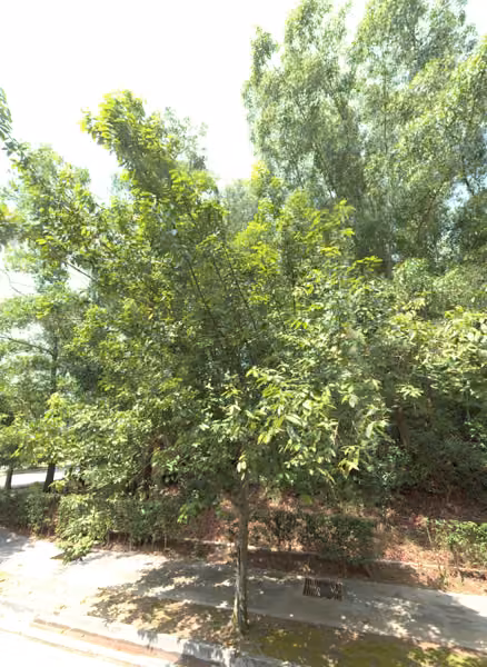 tree photo