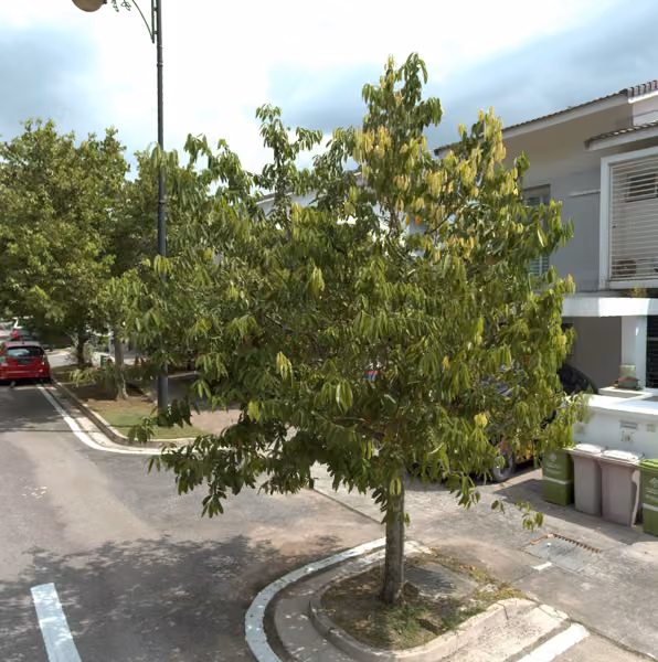 tree photo