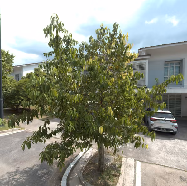 tree photo