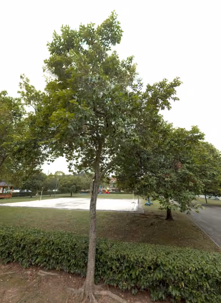 tree photo