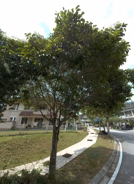 tree photo