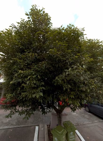 tree photo