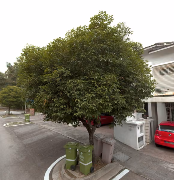 tree photo