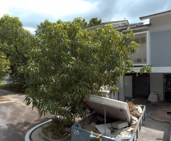 tree photo
