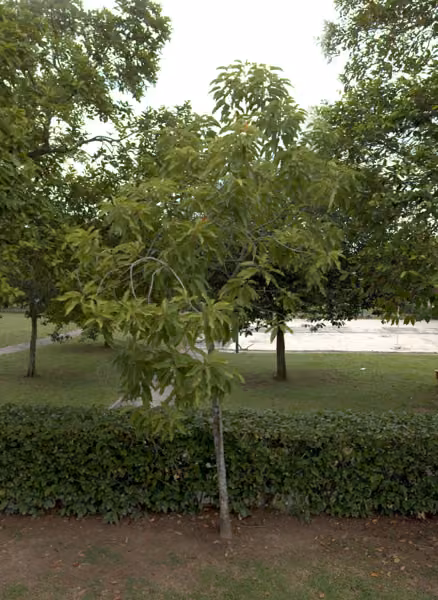tree photo