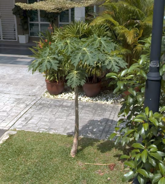 tree photo