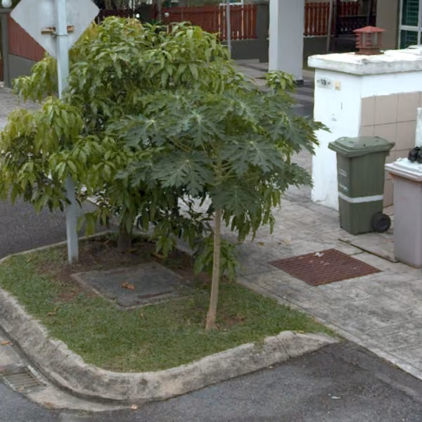 tree photo