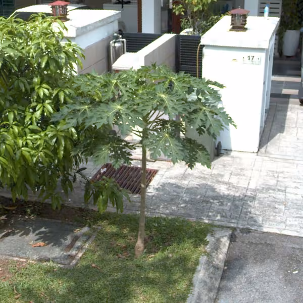 tree photo