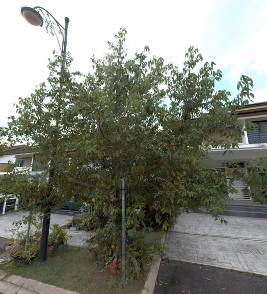 tree photo