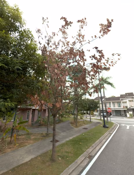tree photo