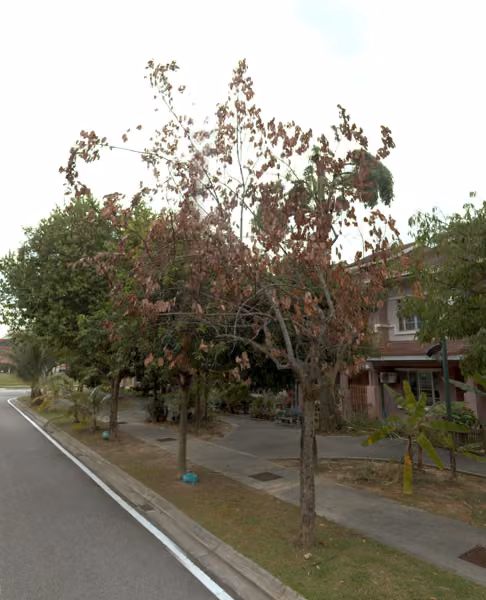 tree photo