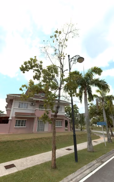 tree photo