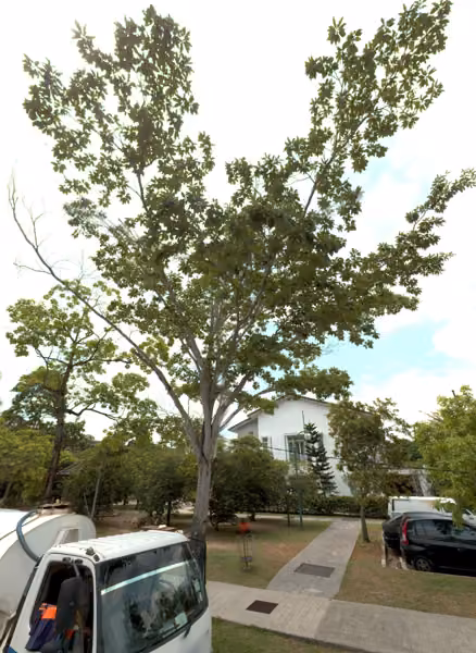 tree photo