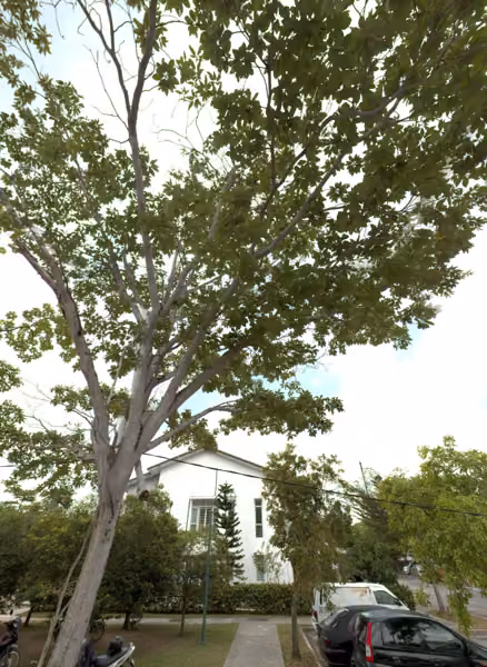 tree photo