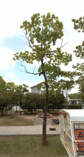 tree photo
