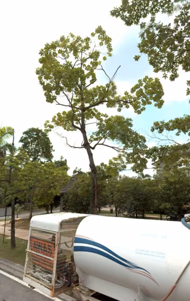 tree photo