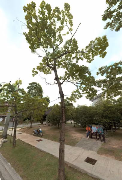 tree photo