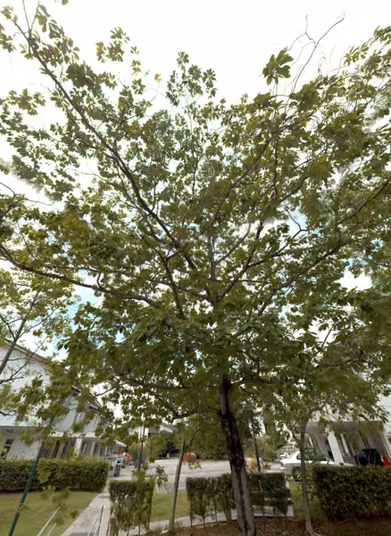 tree photo