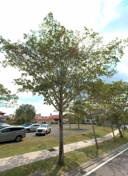 tree photo