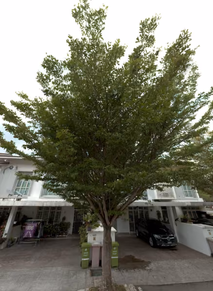 tree photo