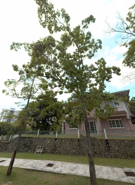 tree photo
