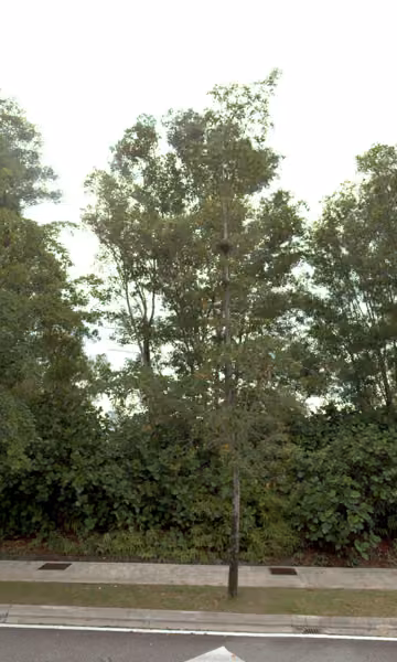 tree photo