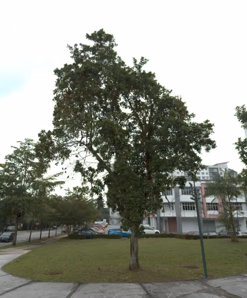 tree photo