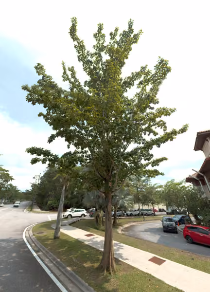 tree photo
