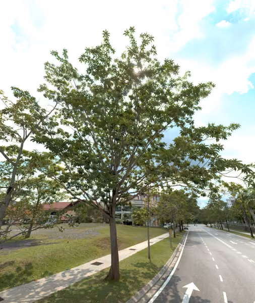 tree photo