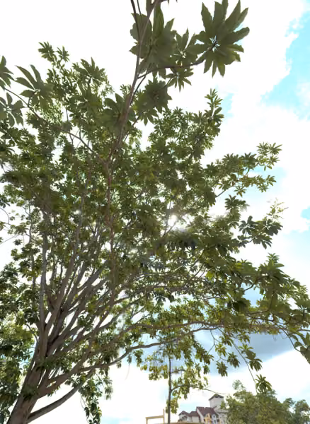 tree photo