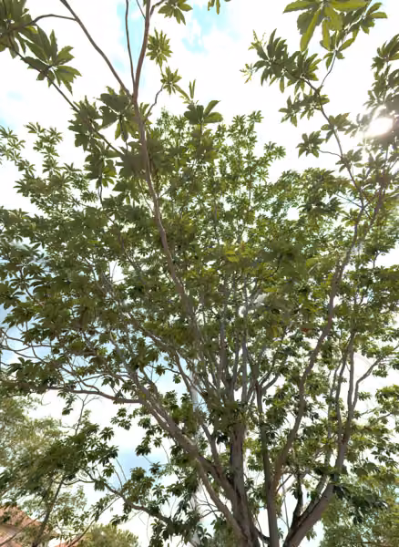 tree photo