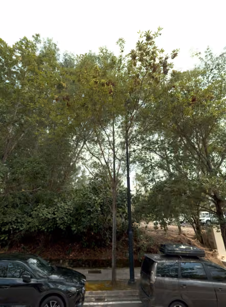 tree photo