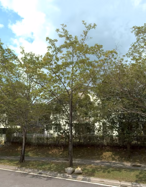 tree photo