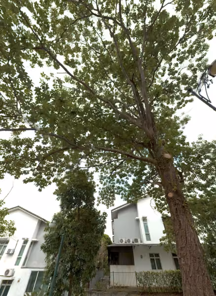 tree photo