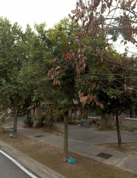 tree photo