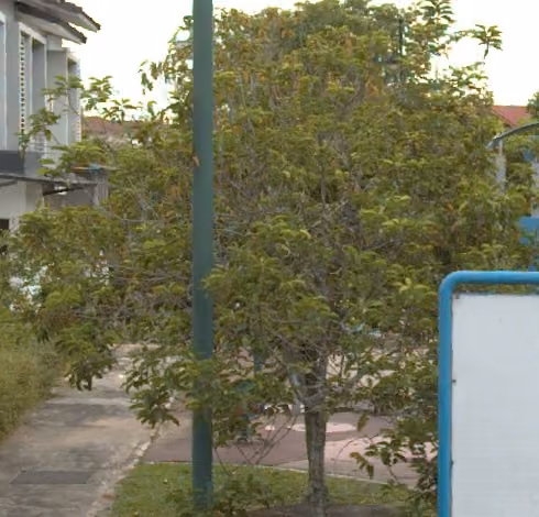 tree photo