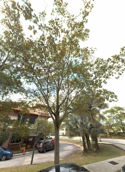tree photo