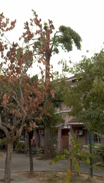 tree photo