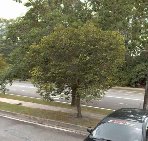 tree photo
