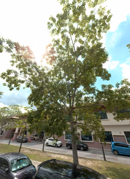 tree photo