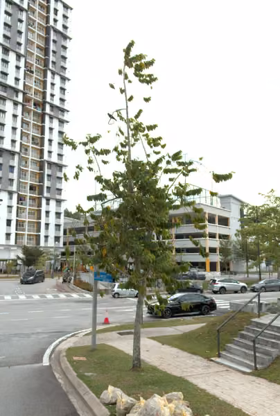 tree photo