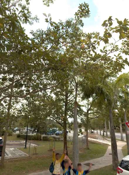tree photo