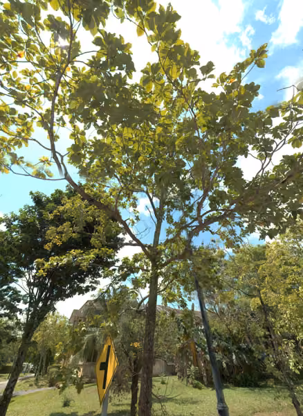 tree photo