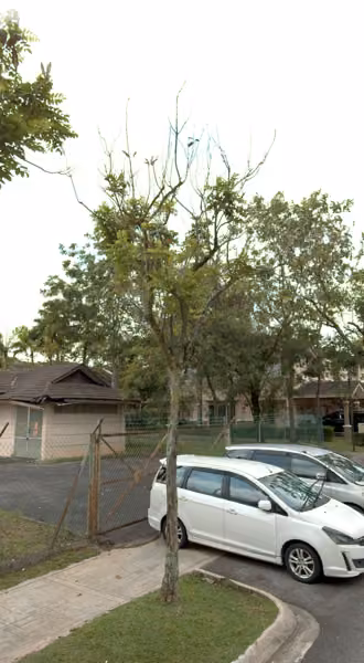 tree photo