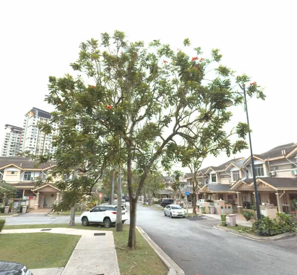 tree photo