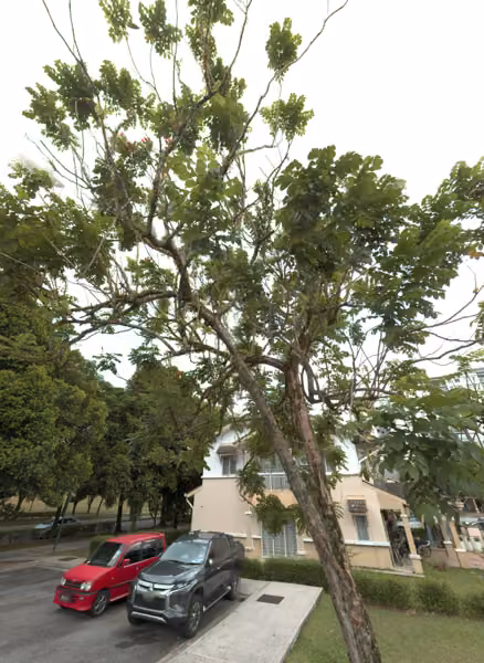 tree photo