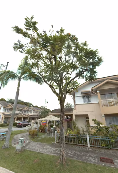 tree photo